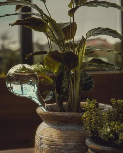 ZARA Home Borosilicate Glass Self-Watering Bubble